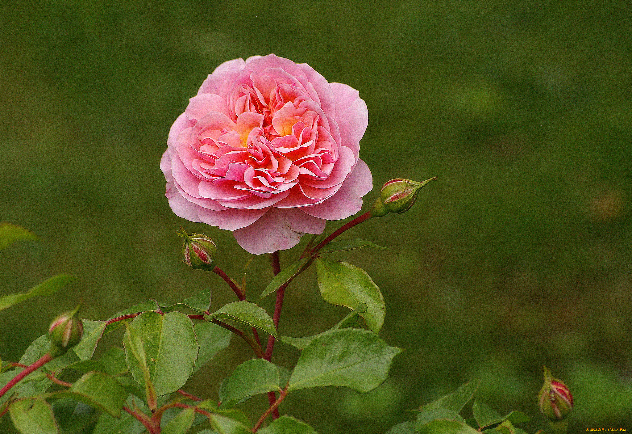 Rose plant